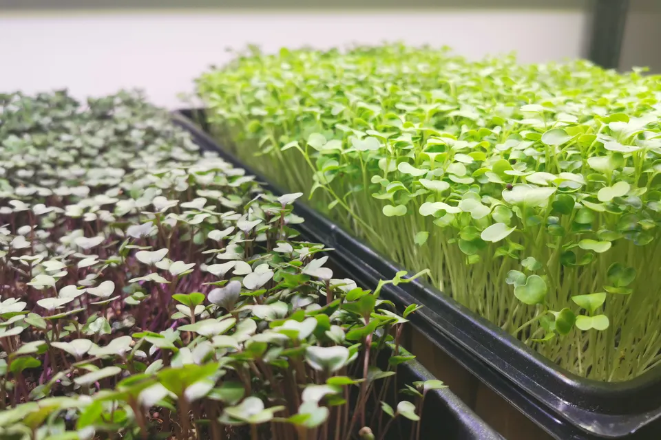 Broccoli and radish microgreens sown solid across cell-free plastic trays
