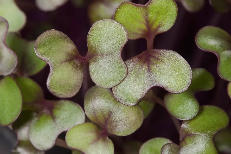 Red cabbage microgreens, close up