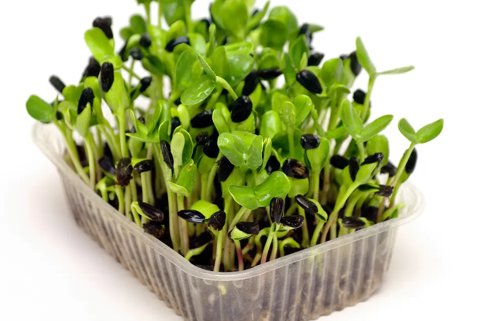 Sunflower shoots in a clear tray, some still wearing their seed hulls