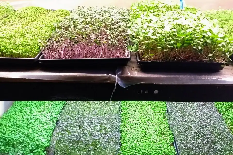 Shelves of solid-sown microgreen trays