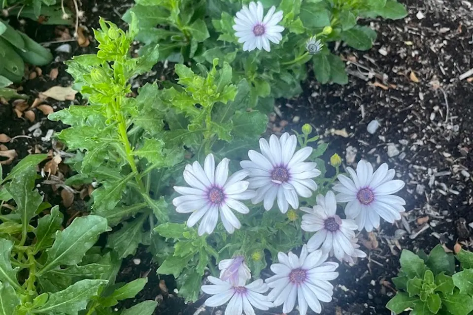 African Daisy