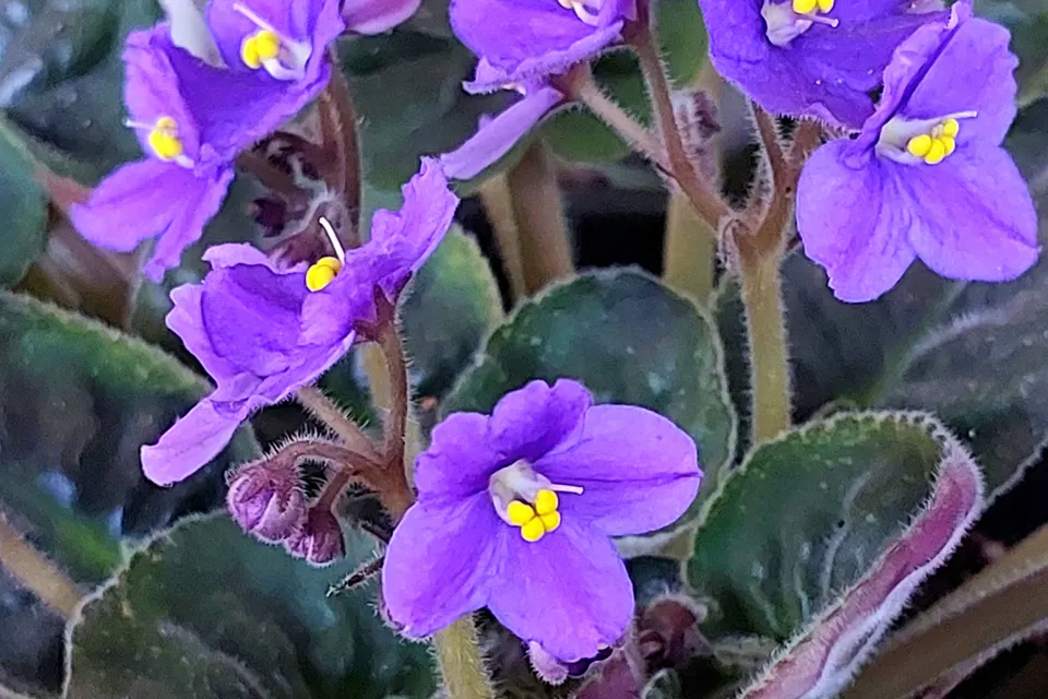 African Violet