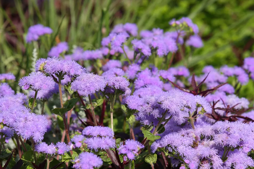 Ageratum (Flossflower)