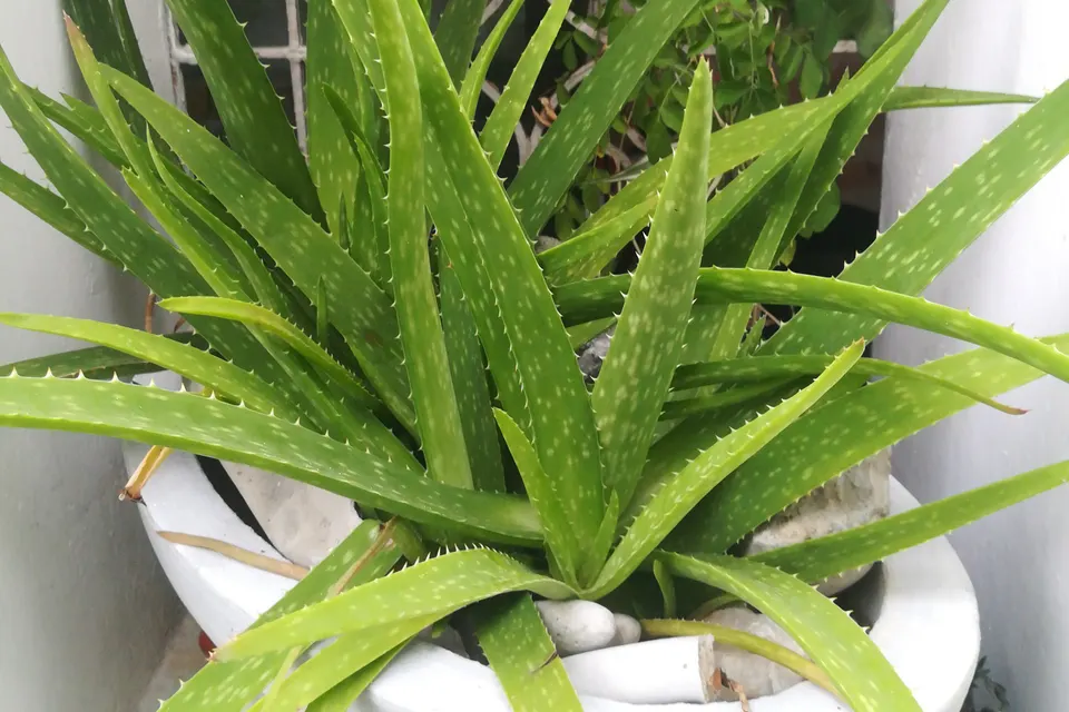 Aloe Vera