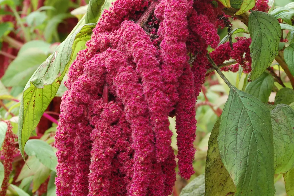 Amaranthus (Love-Lies-Bleeding)