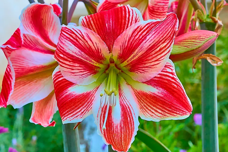 Amaryllis