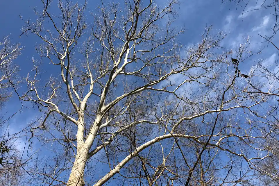American Sycamore