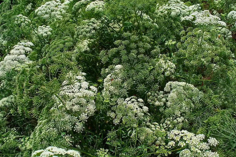 Ammi (False Queen Anne's Lace)
