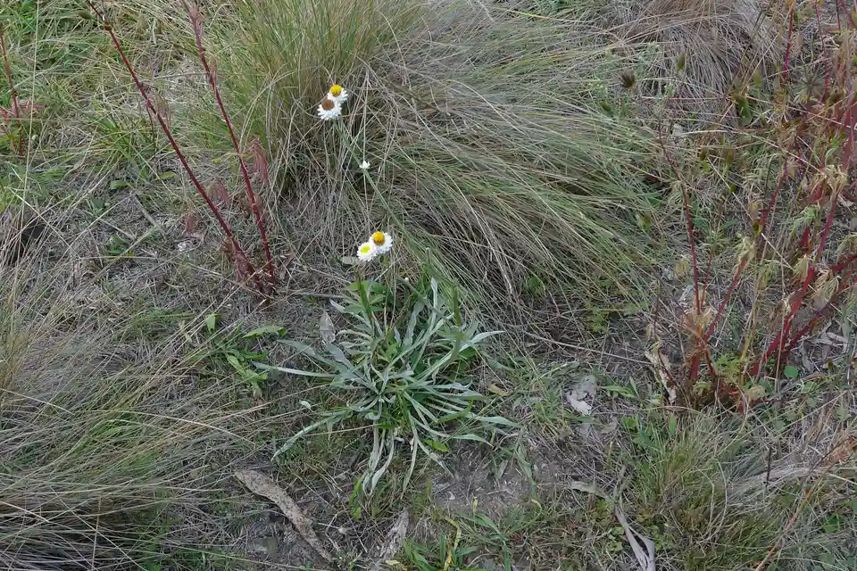 Ammobium (Winged Everlasting)