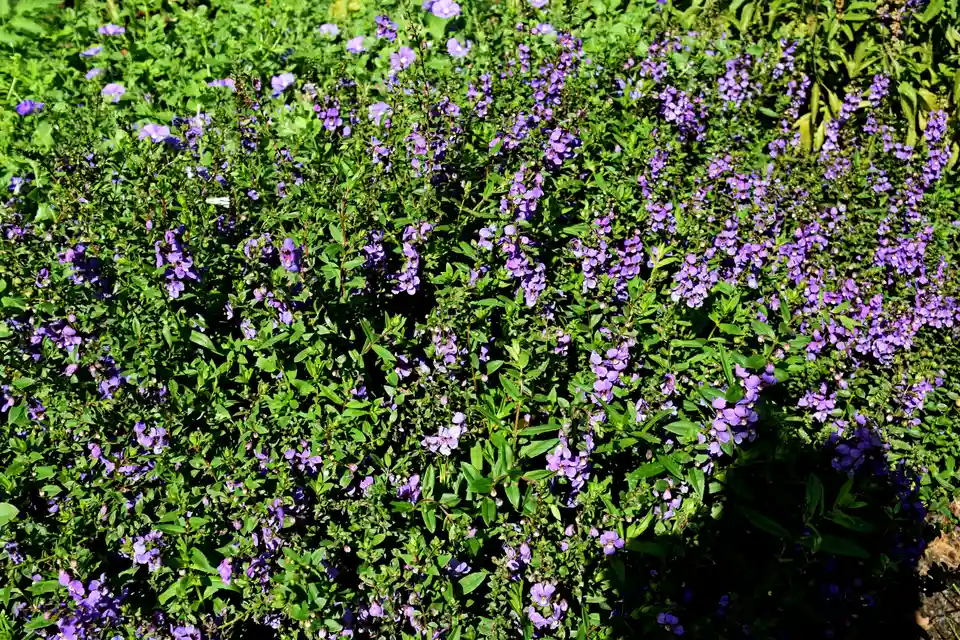 Angelonia (Summer Snapdragon)