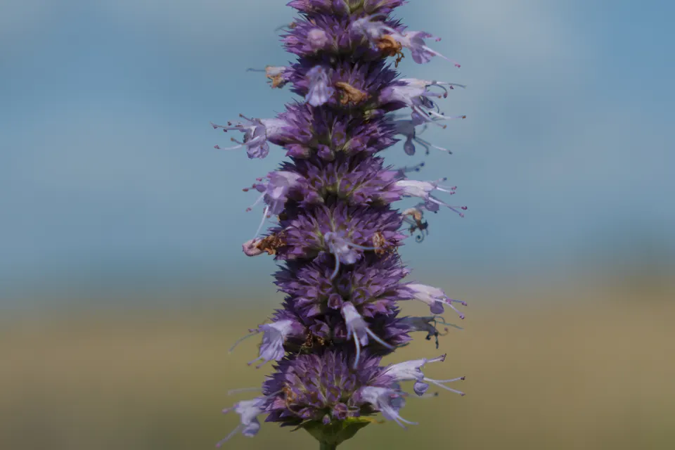 Anise Hyssop