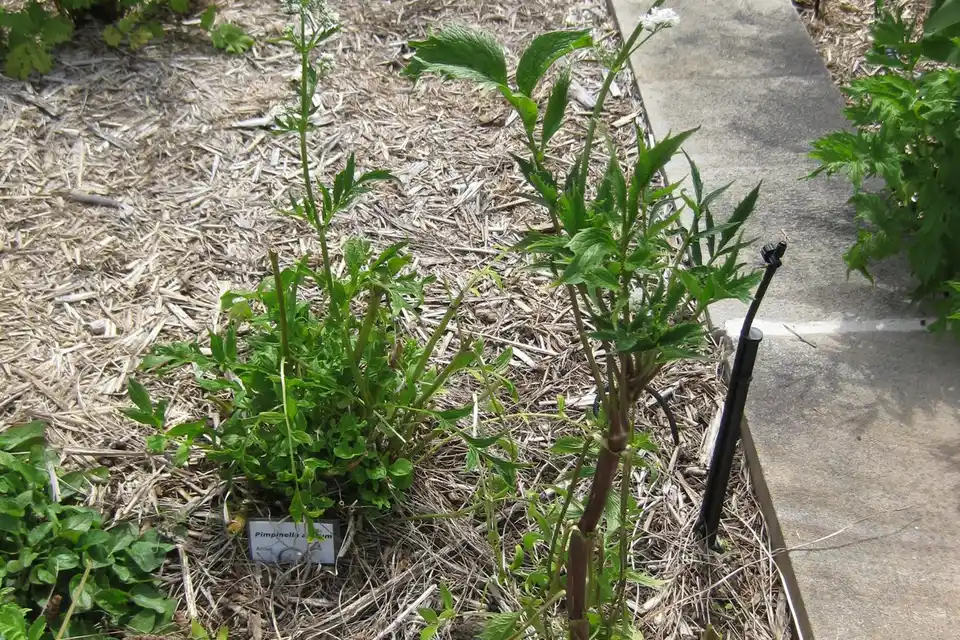 Anise