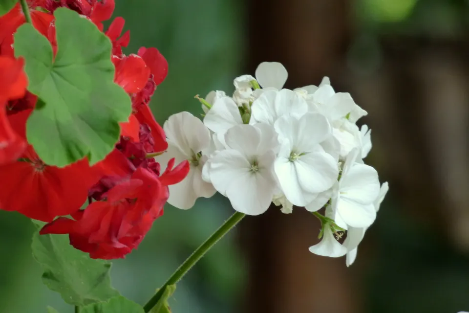 Annual Geranium (Pelargonium)