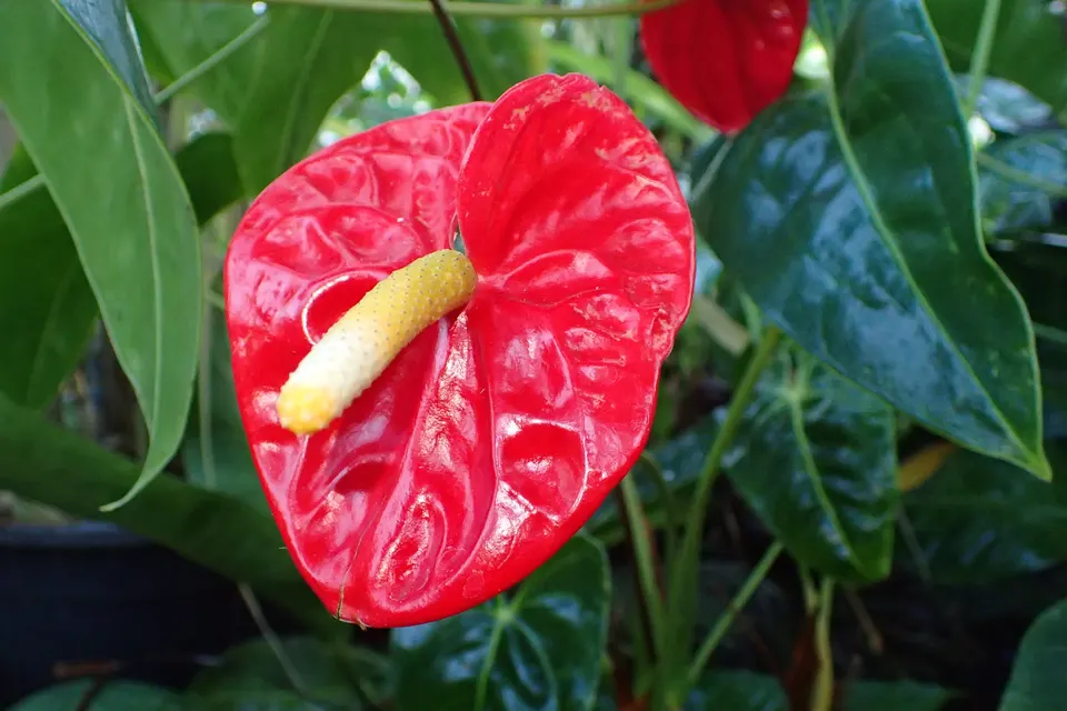Anthurium