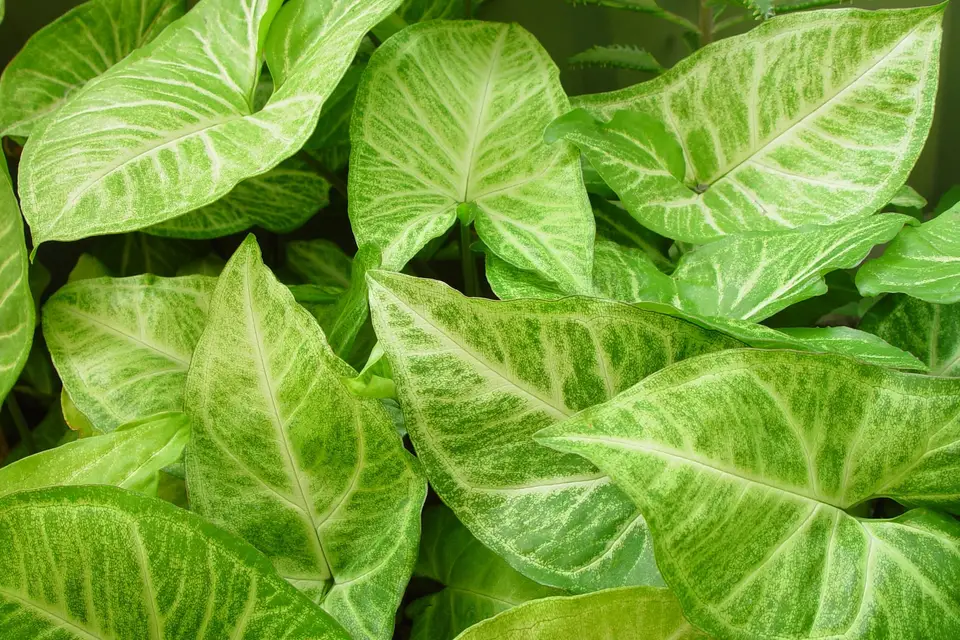 Arrowhead Plant