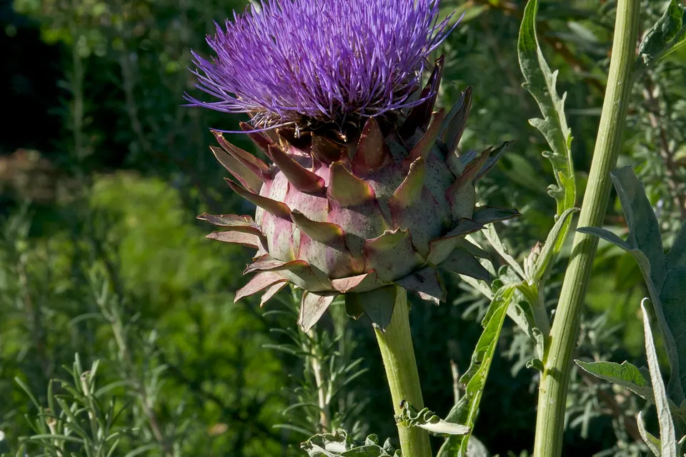 Artichoke