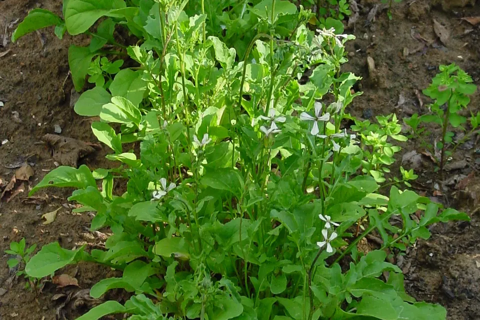 Arugula