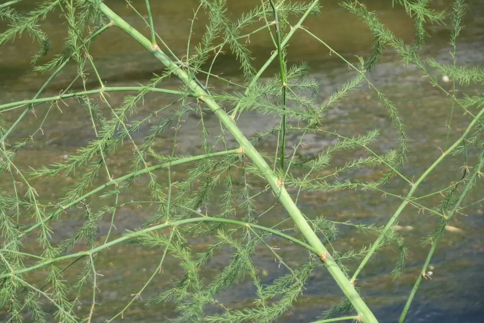 Asparagus