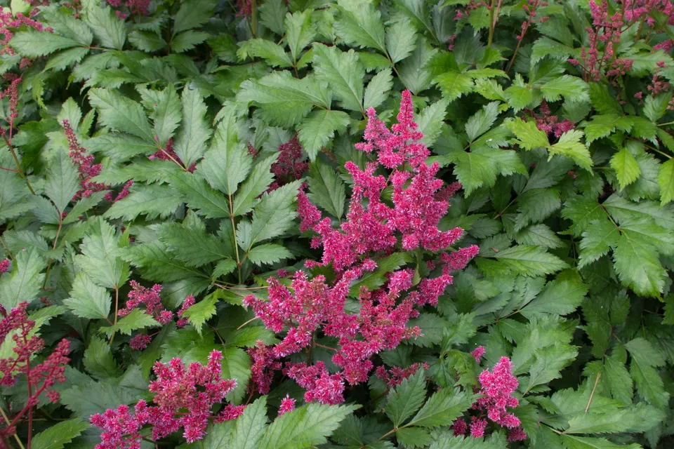 Astilbe
