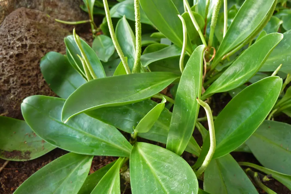 Baby Rubber Plant