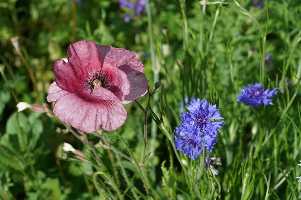 Bachelor's Button (Cornflower)
