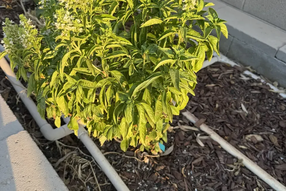 Basil