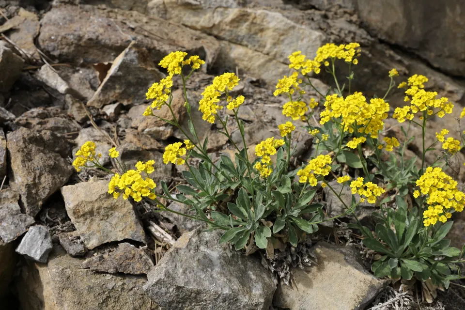 Basket-of-Gold