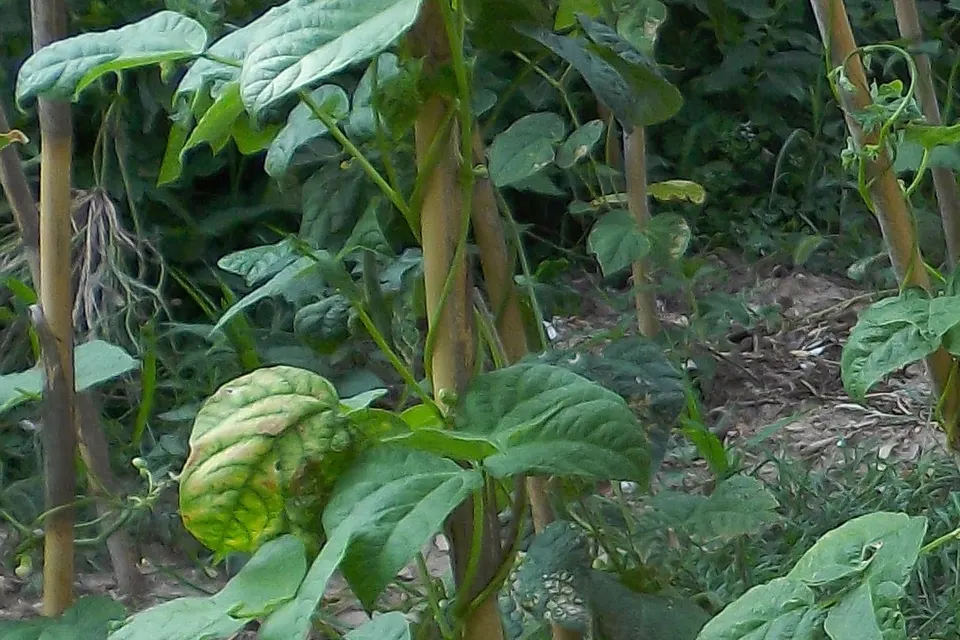 Bush Beans