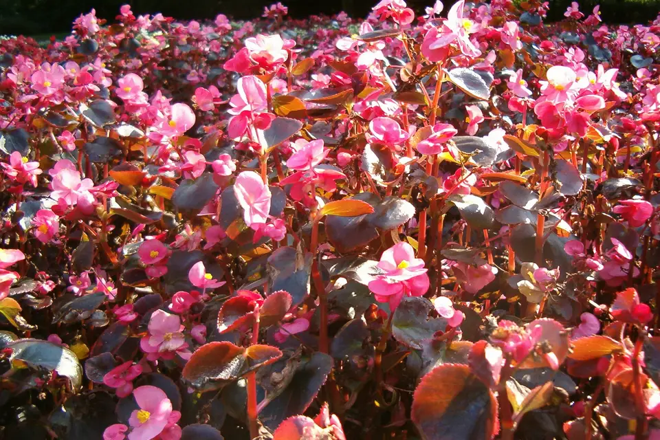 Wax Begonia