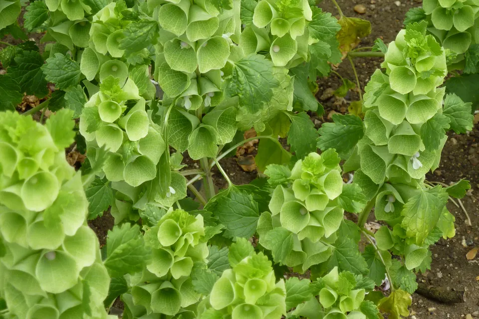 Bells of Ireland