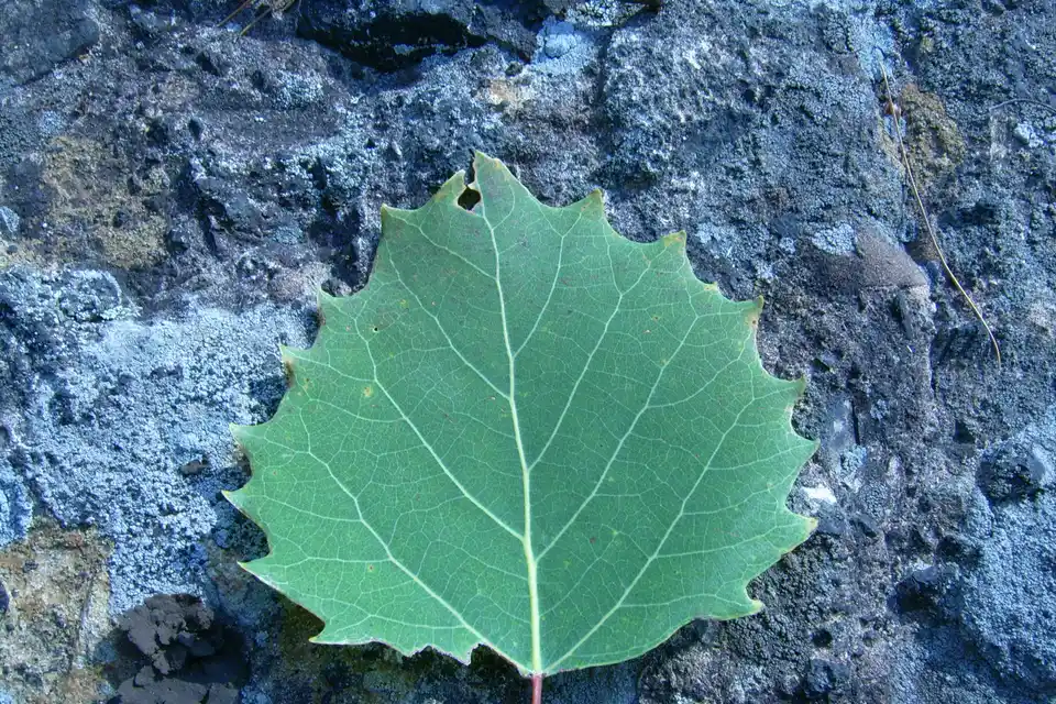 Bigtooth Aspen