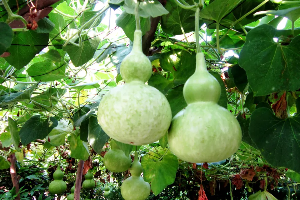 Birdhouse Gourd