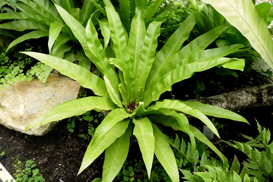 Bird's Nest Fern