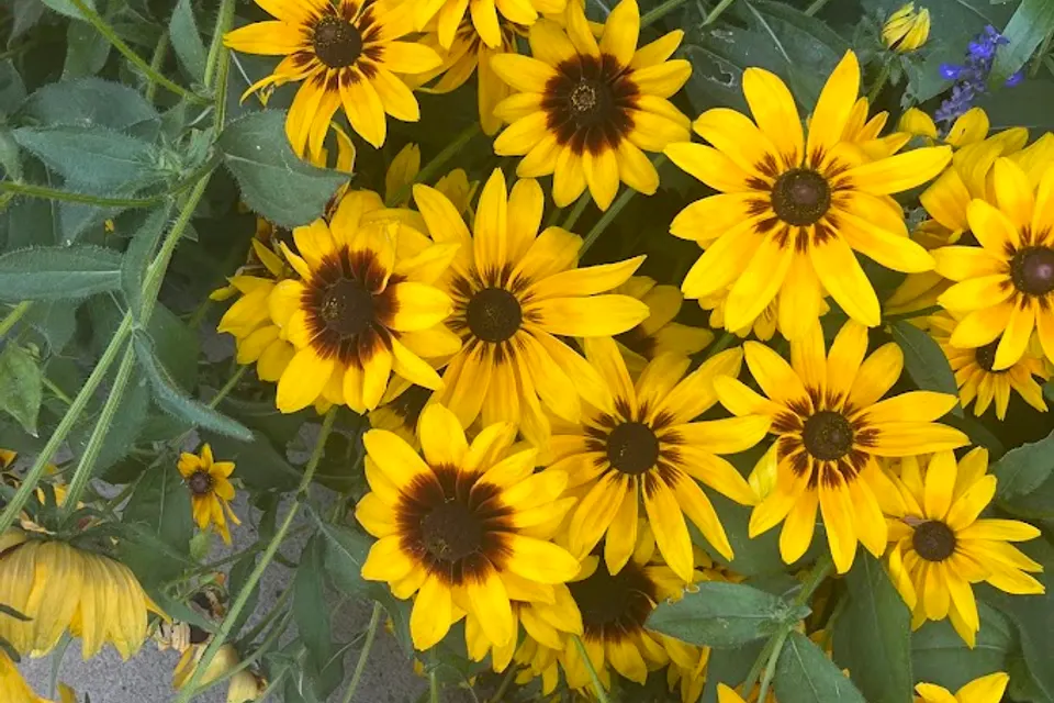 Black-Eyed Susan
