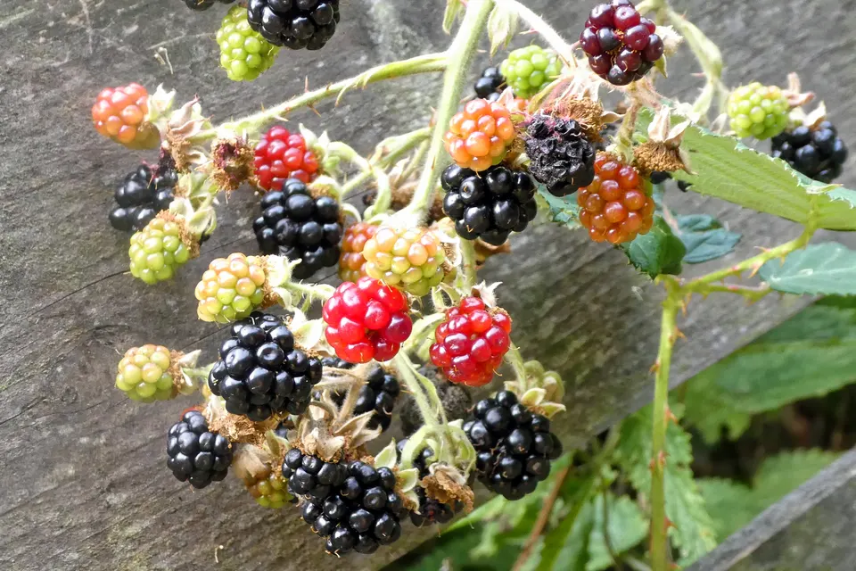 Blackberry