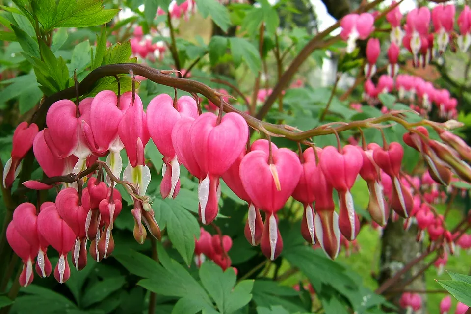 Bleeding Heart