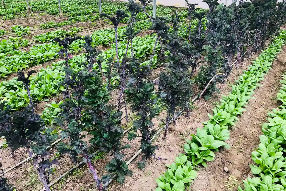 Bok Choy