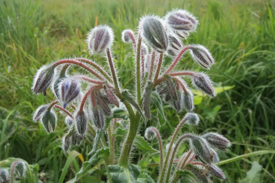 Borage