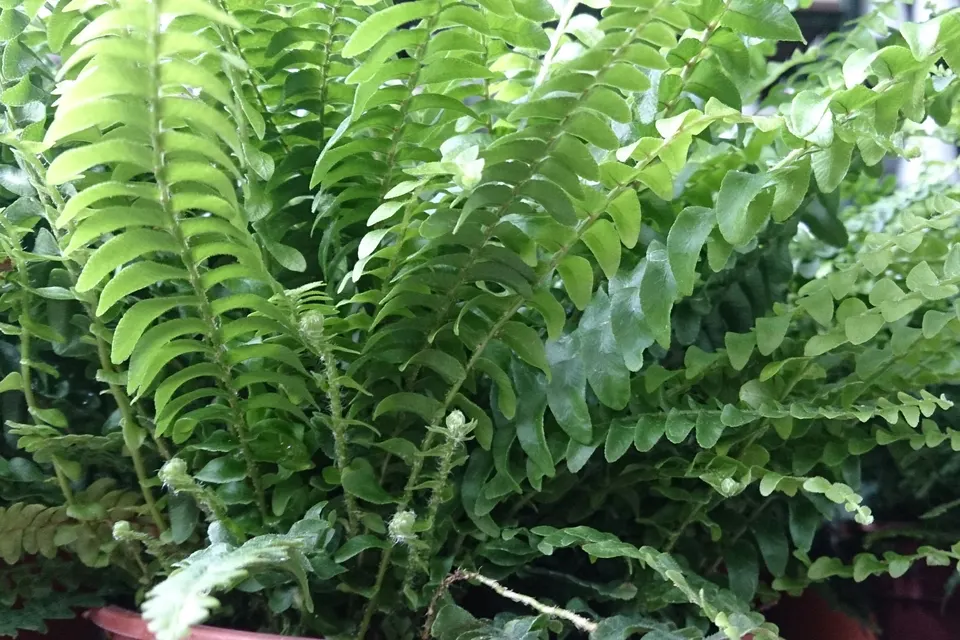 Boston Fern