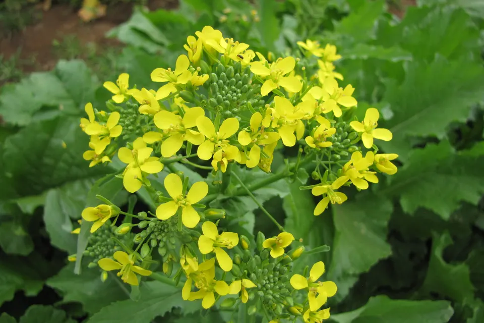 Broccoli Rabe (Raab)