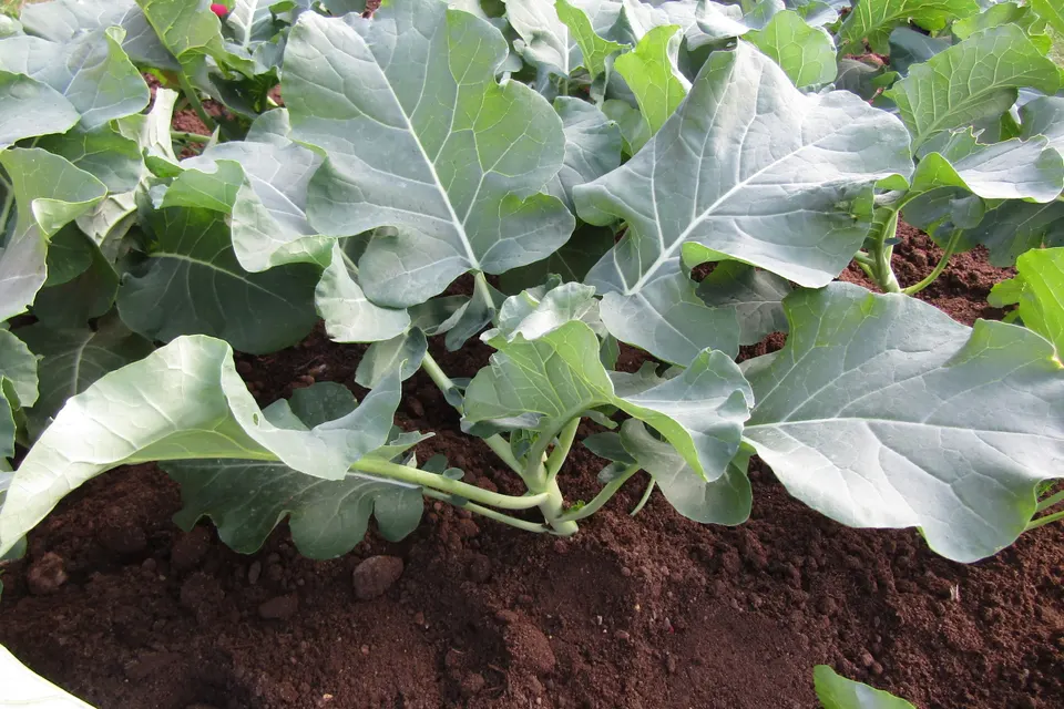 Broccoli
