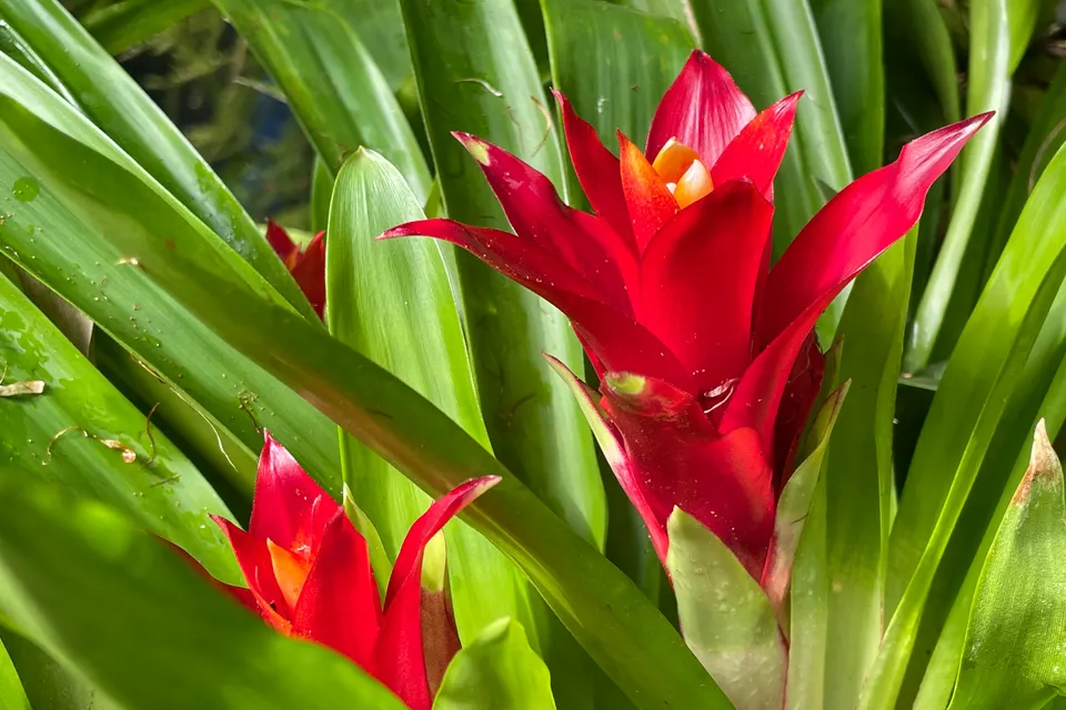 Bromeliad