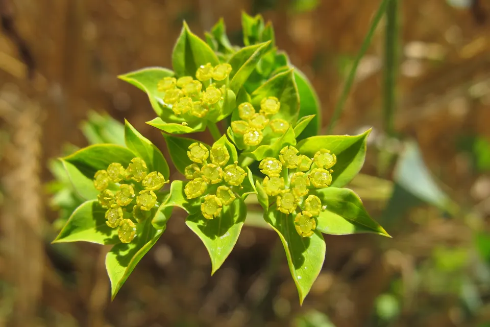 Bupleurum (Thoroughwax)