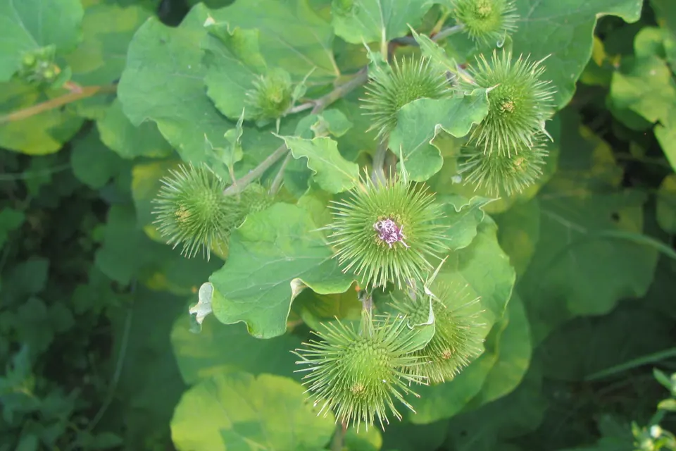 Burdock