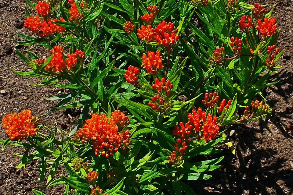 Butterfly Weed (Asclepias)