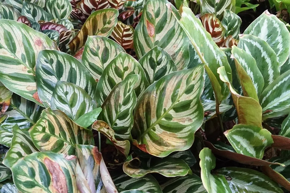 Calathea