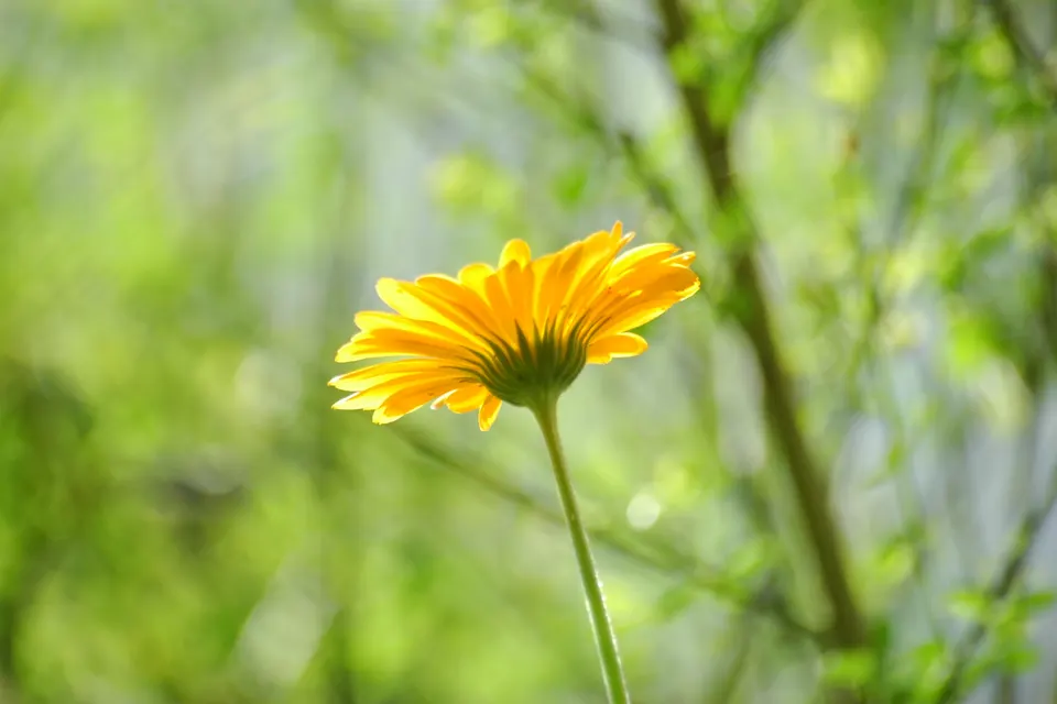 Calendula