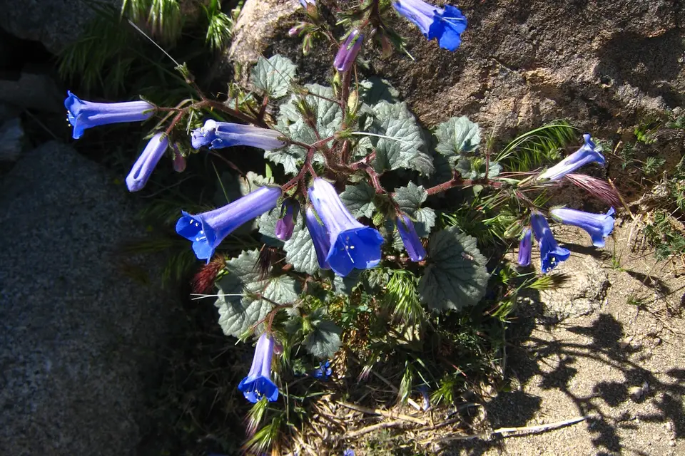 California Bluebell