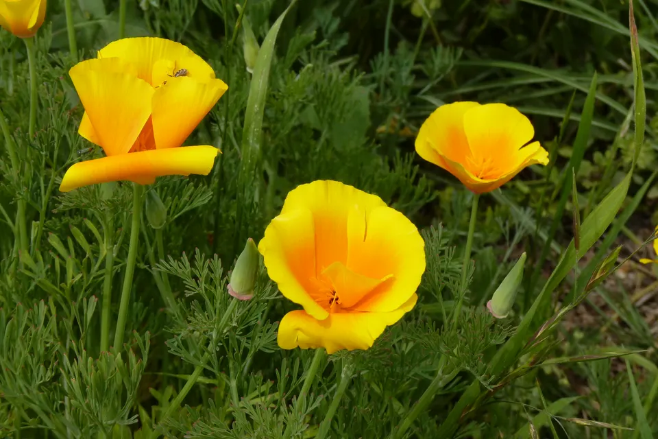 California Poppy
