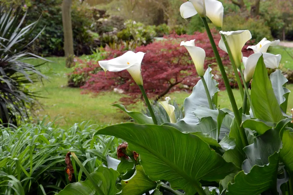 Calla Lily